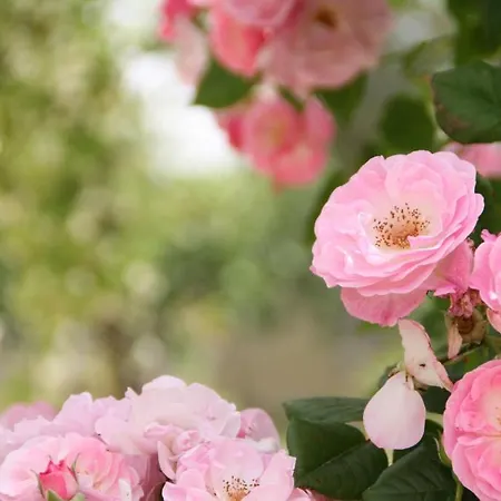 L'ecce Sphero Acquarica